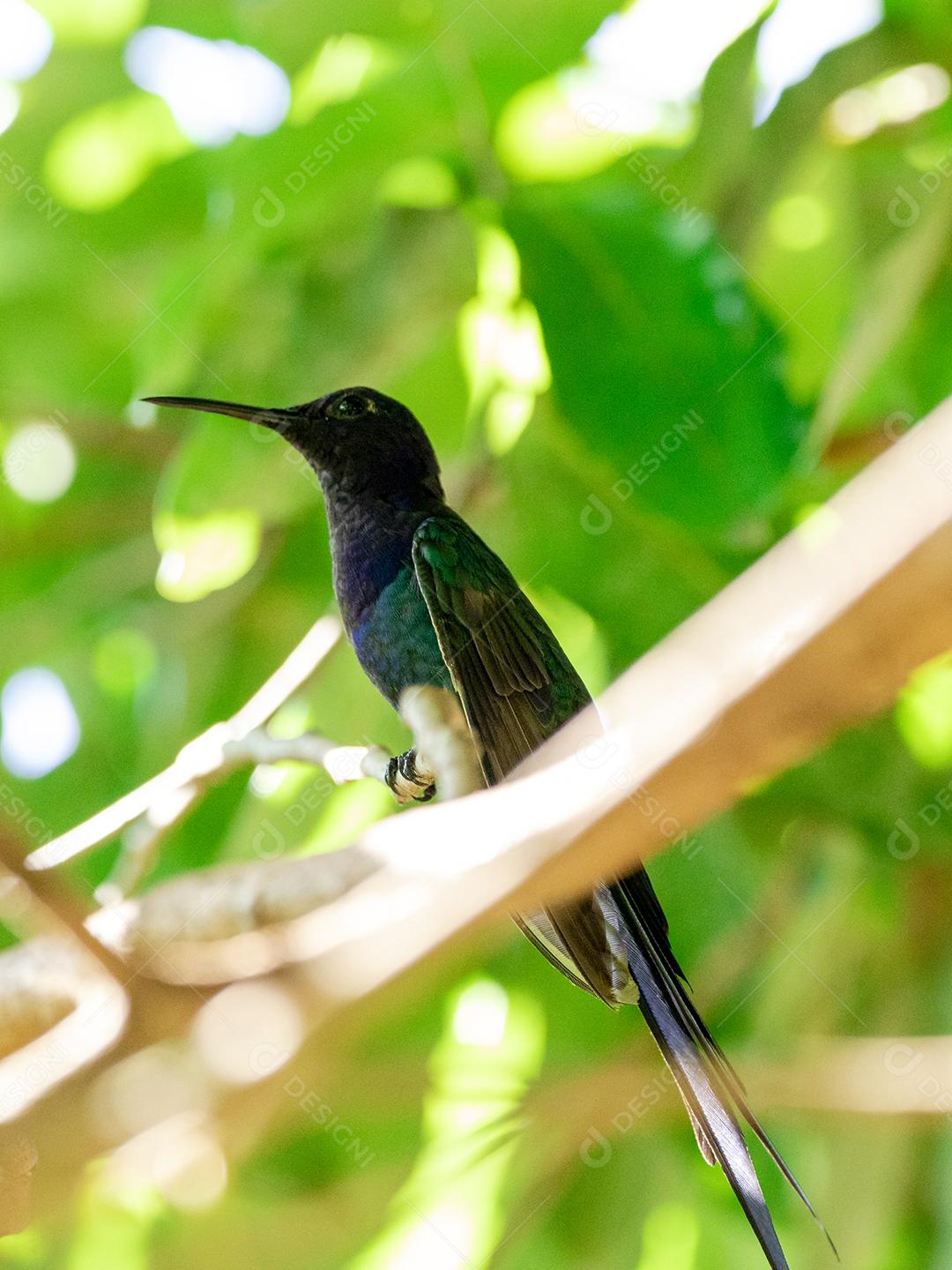 Beija-flor descansando em galho de jabuticaba enquanto toma sol, pássaro fantástico e perfeito