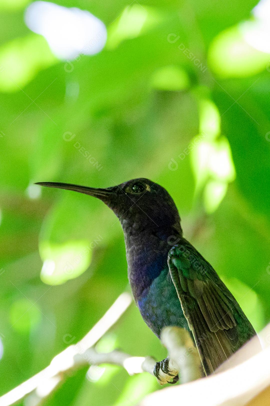 Beija-flor descansando em galho de jabuticaba enquanto toma sol, pássaro fantástico e perfeito