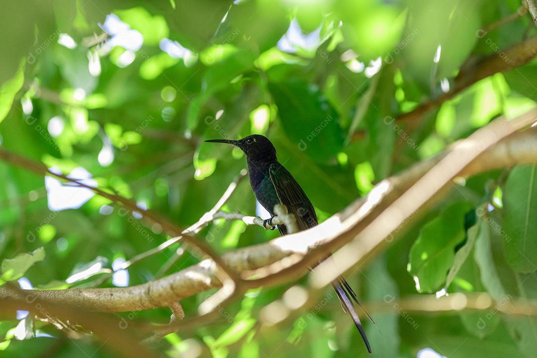 Beija-flor descansando em galho de jabuticaba enquanto toma sol, pássaro fantástico e perfeito