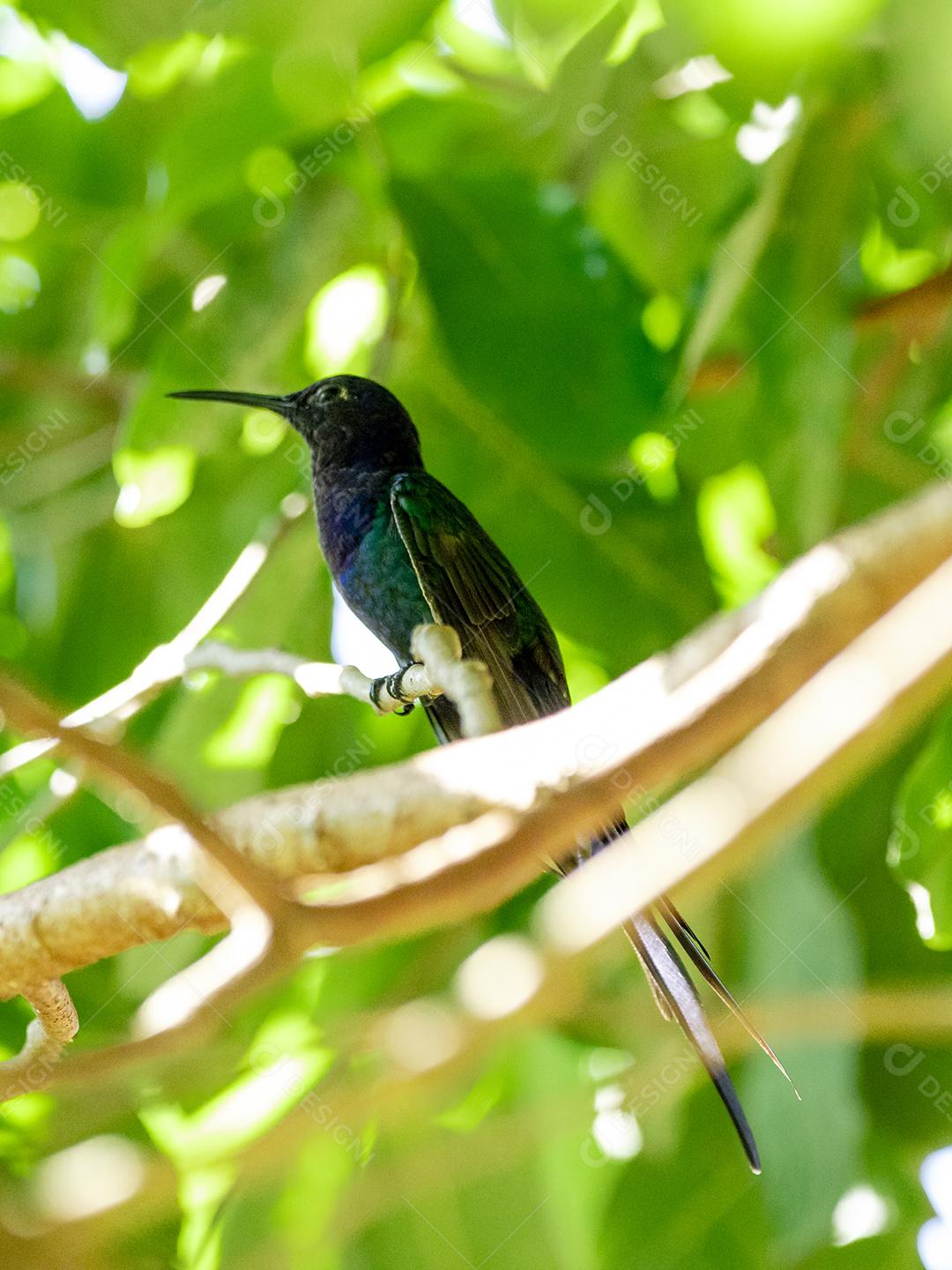 Beija-flor descansando em galho de jabuticaba enquanto toma sol, pássaro fantástico e perfeito