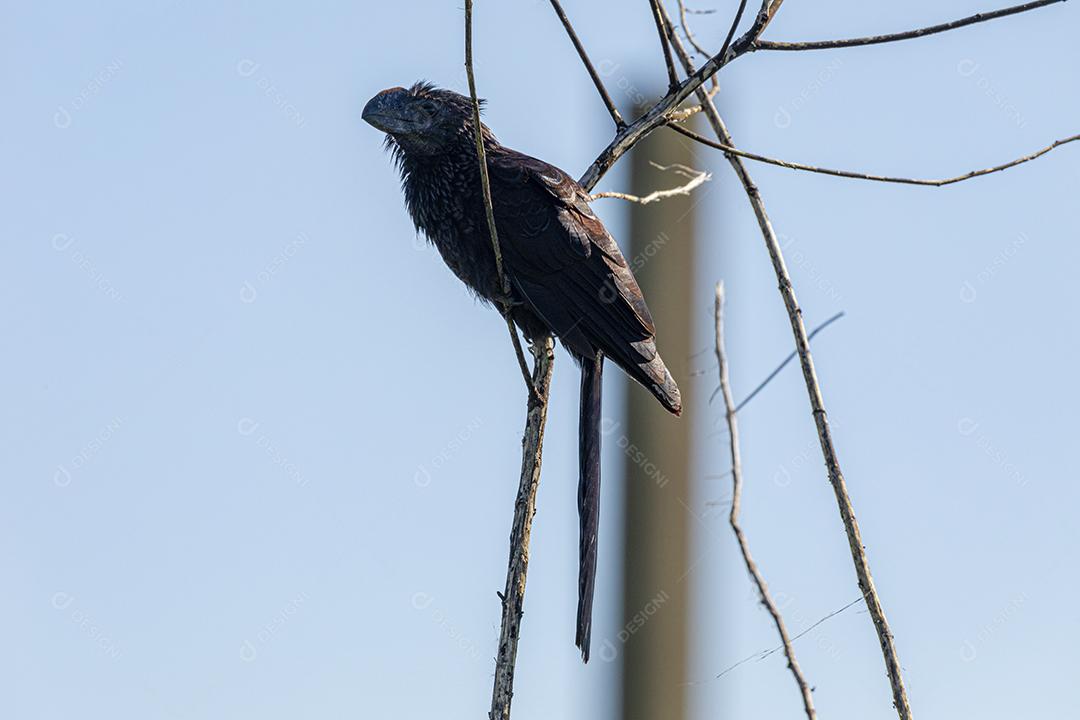 Ave-preta-anu (Crotophaga ani) descansando em um galho seco de um arbusto, existe da Flórida à Argentina