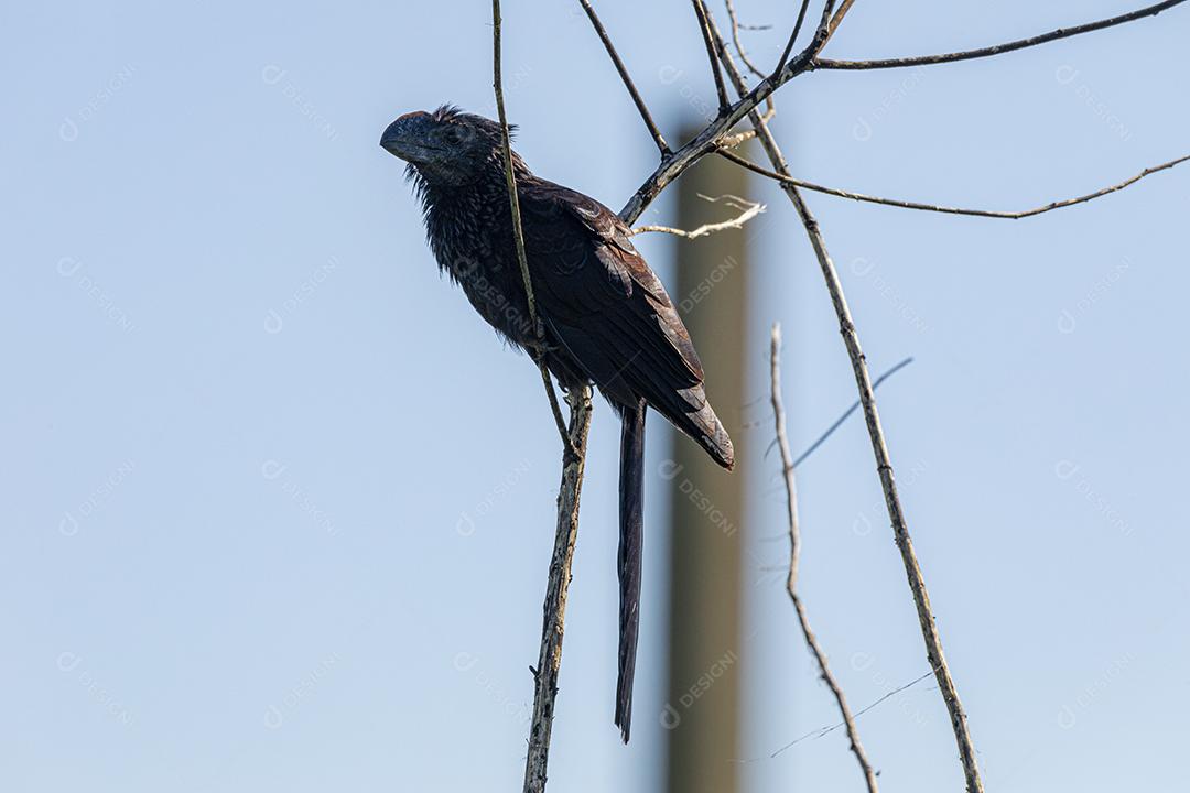 Ave-preta-anu (Crotophaga ani) descansando em um galho seco de um arbusto, existe da Flórida à Argentina
