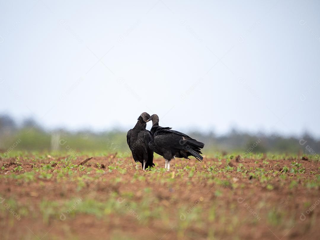 Passaros aves andando sobre chao