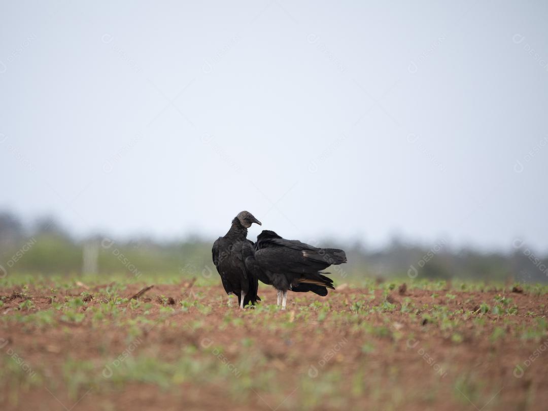 Passaros aves andando sobre chao
