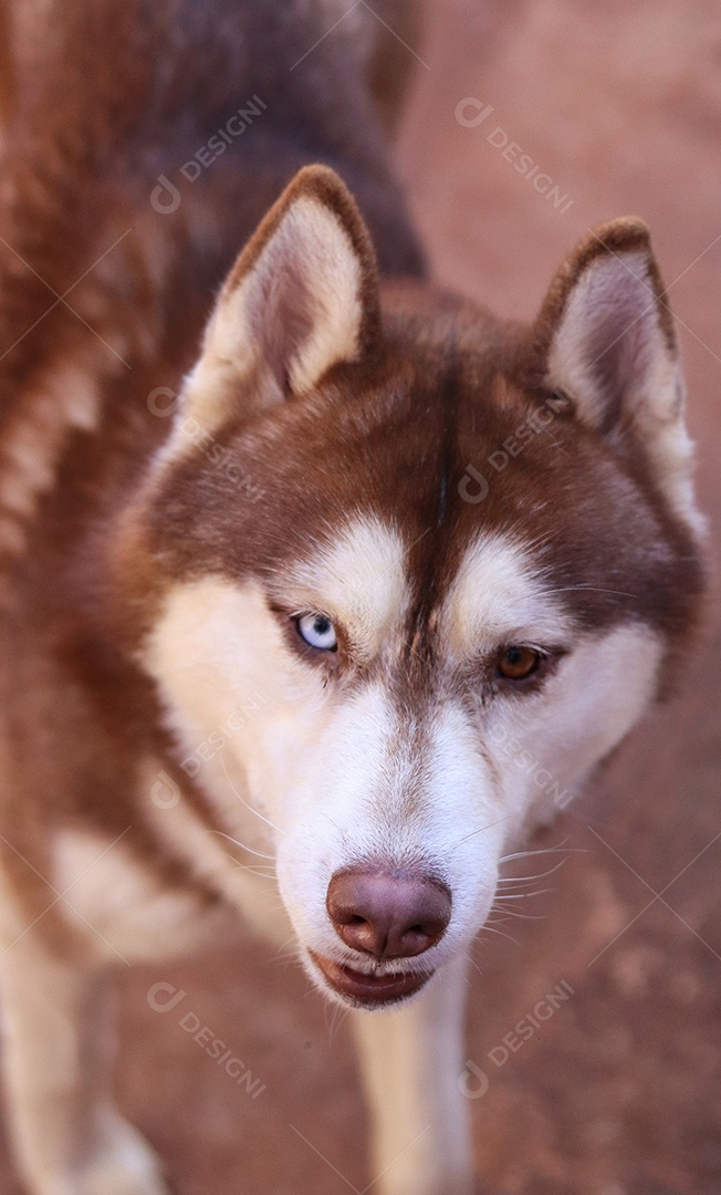 Lindo cachorro de raça.