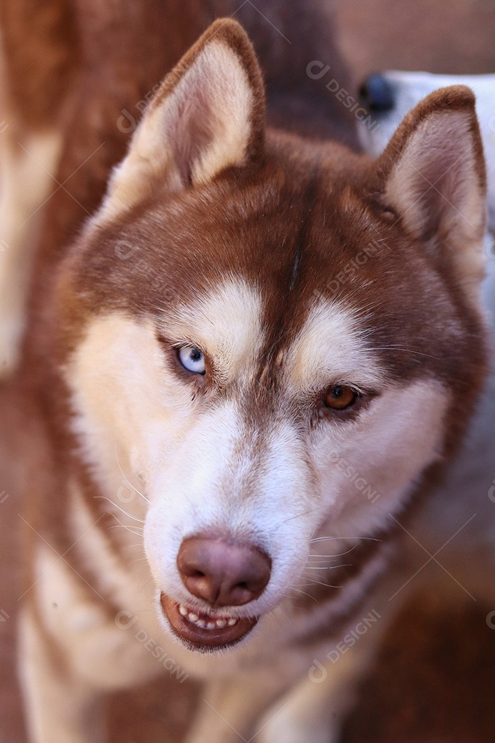 Lindo cachorro de raça.