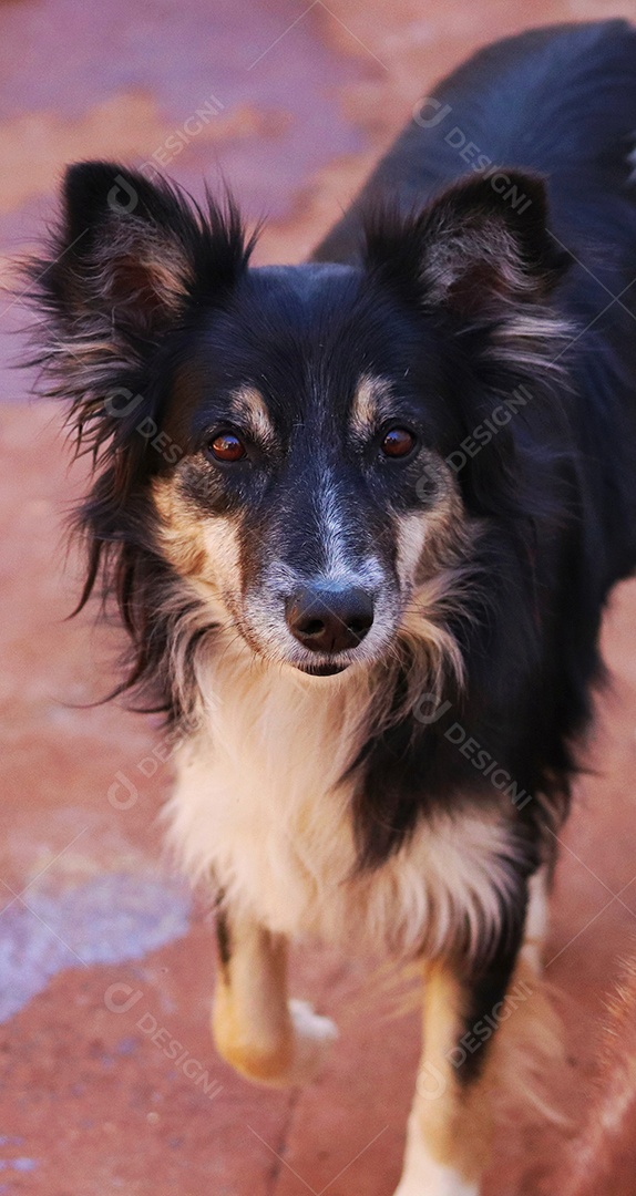 Lindo cachorro de raça.