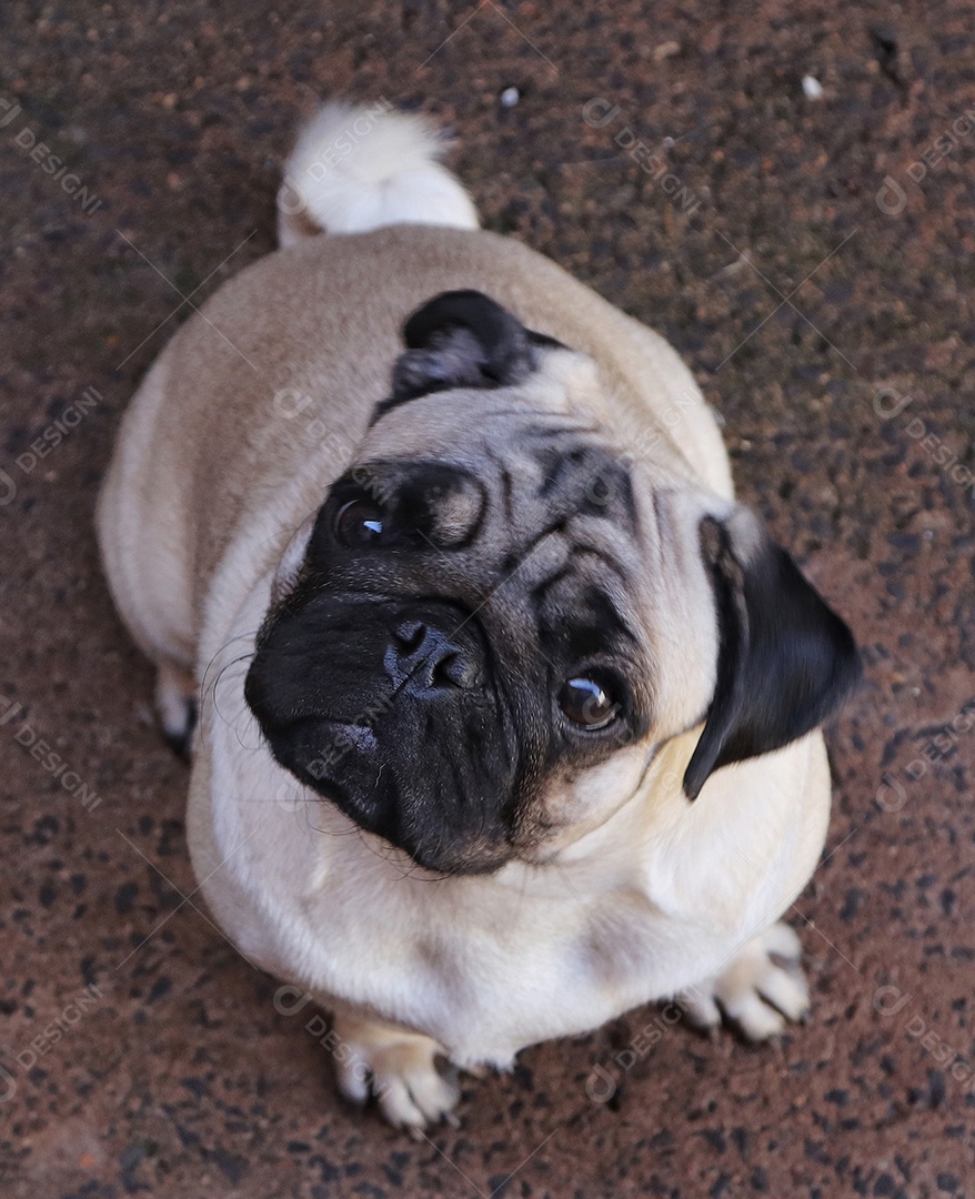 Lindo cachorro de raça.