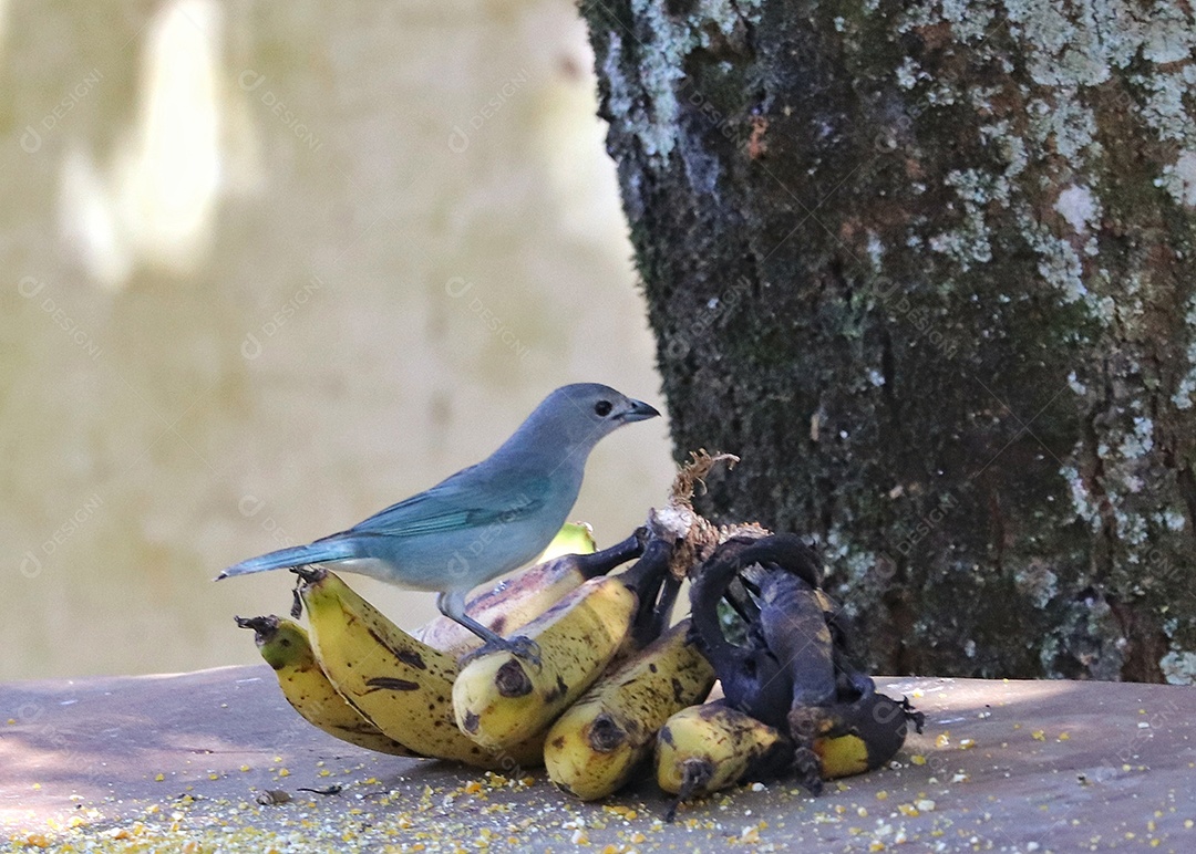 Pássaros brasileiros se alimentando em seu quintal..
