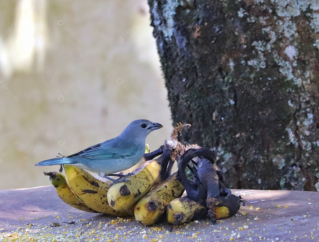 Lindo pássaro sobre floresta fundo desfocado.