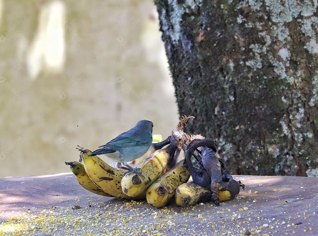 Lindo pássaro sobre floresta fundo desfocado.