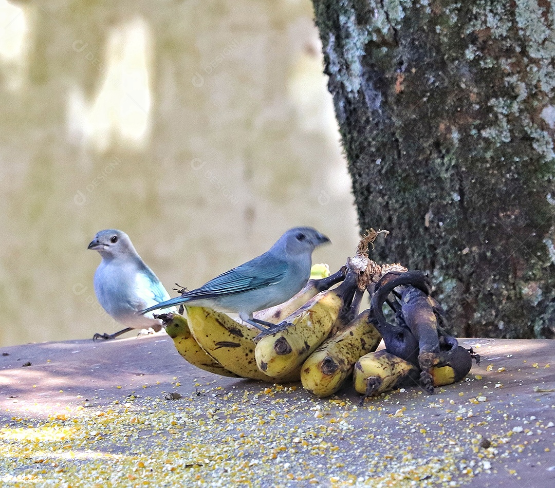 Lindo pássaro sobre floresta fundo desfocado.