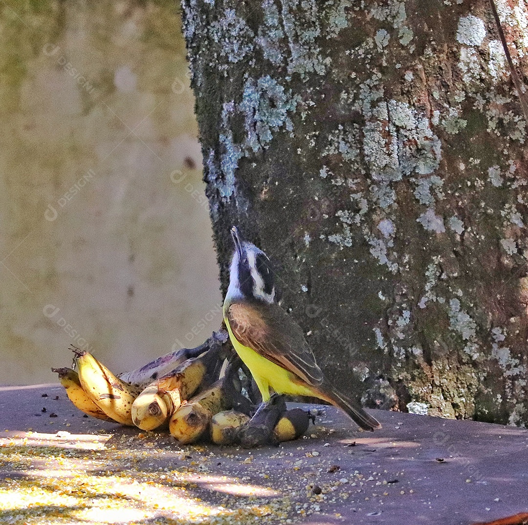 Pássaros brasileiros se alimentando em seu quintal..