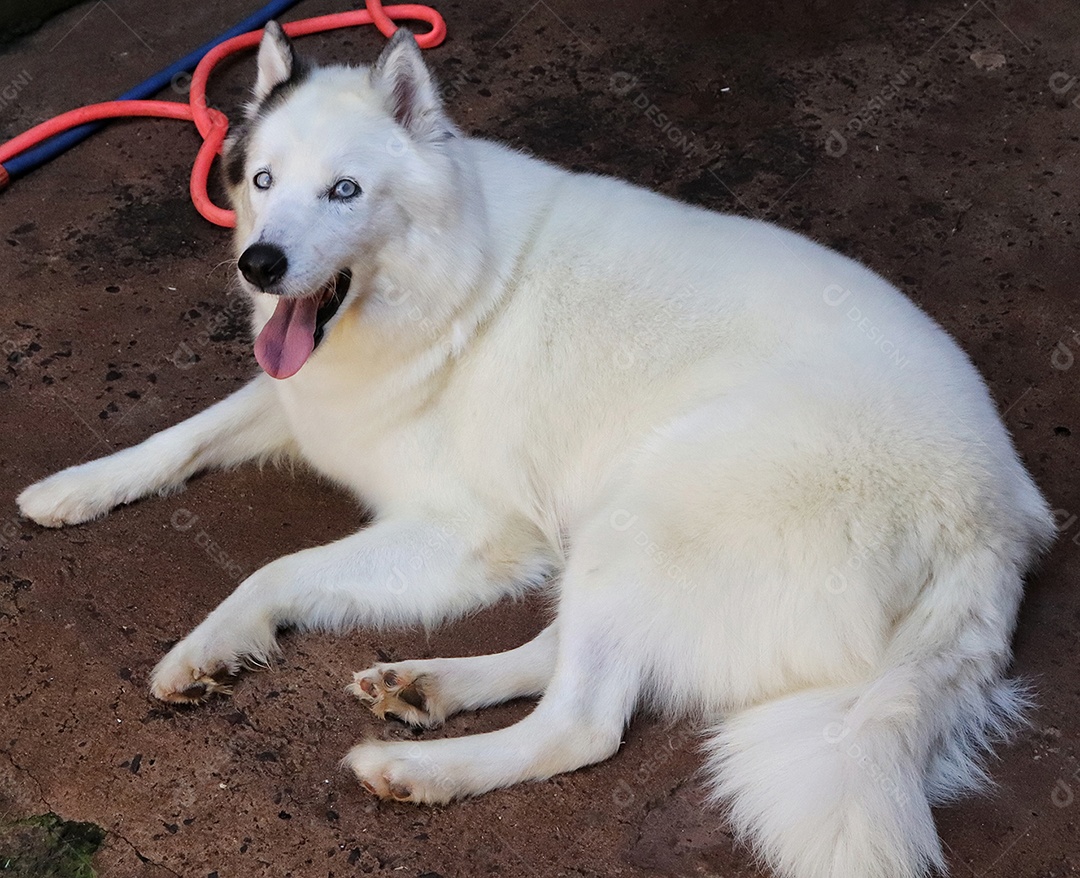 Lindo cachorro de raça.