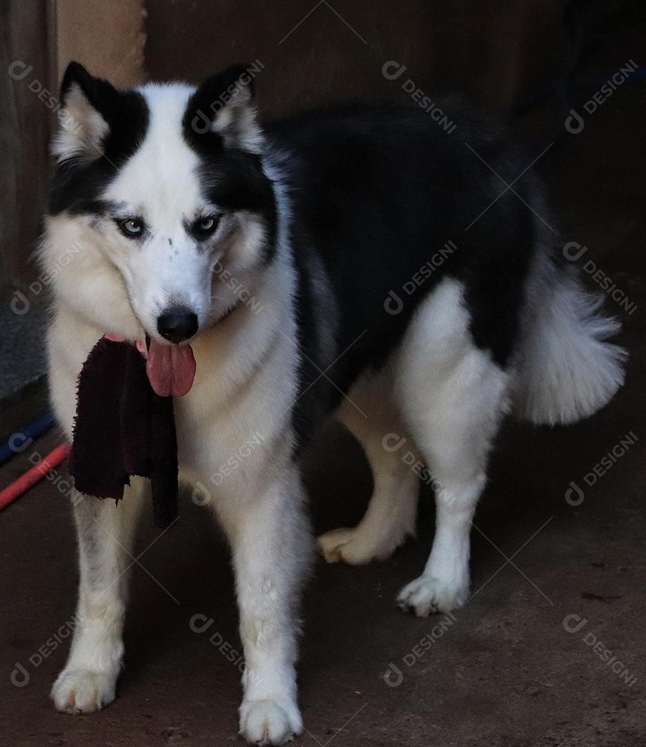 Lindo cachorro de raça.