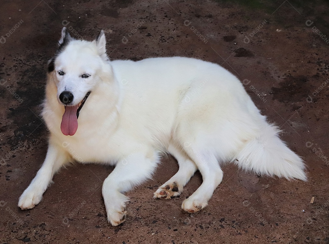 Lindo cachorro de raça.