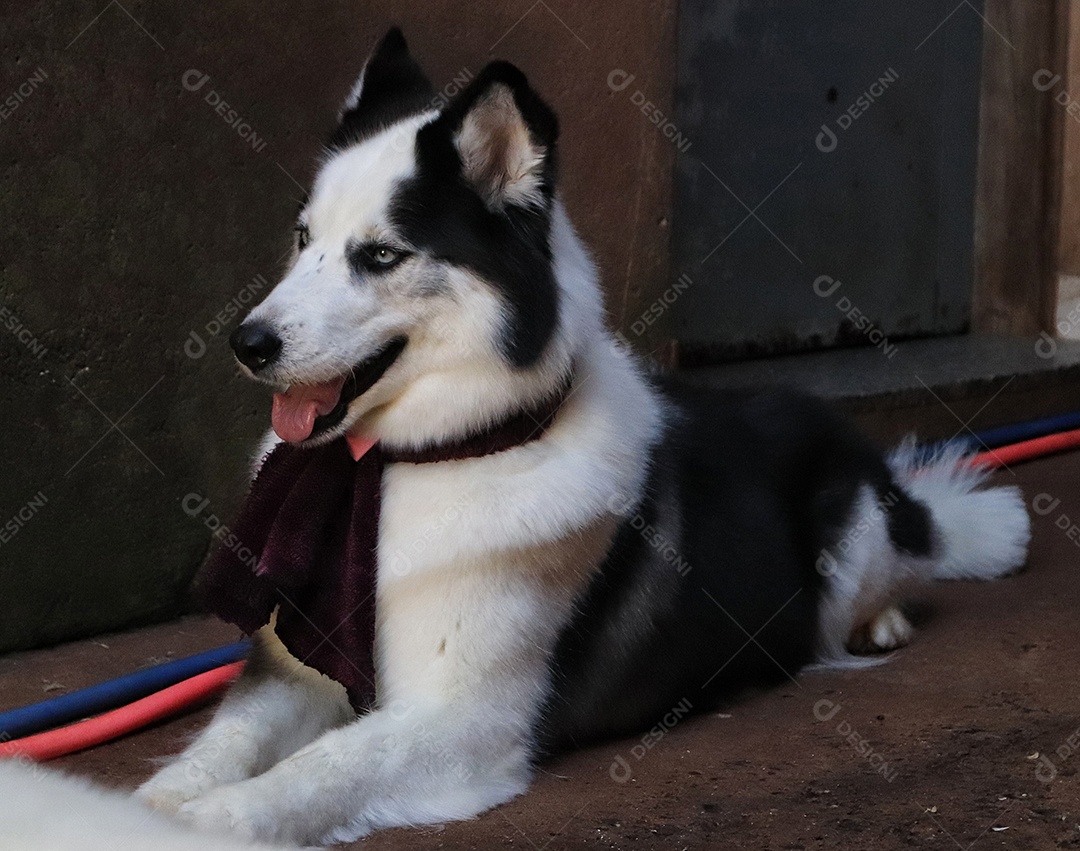 Lindo cachorro de raça.