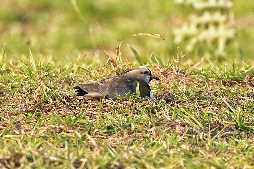 Pássaros brasileiros se alimentando em seu quintal..