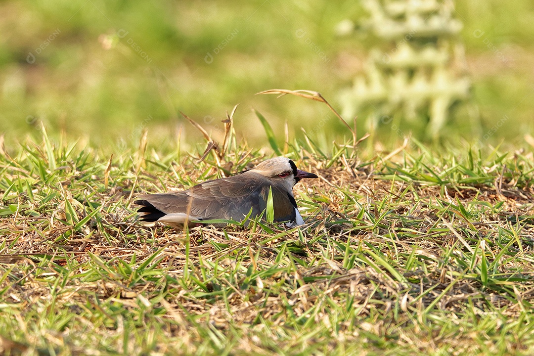 Pássaros brasileiros se alimentando em seu quintal..