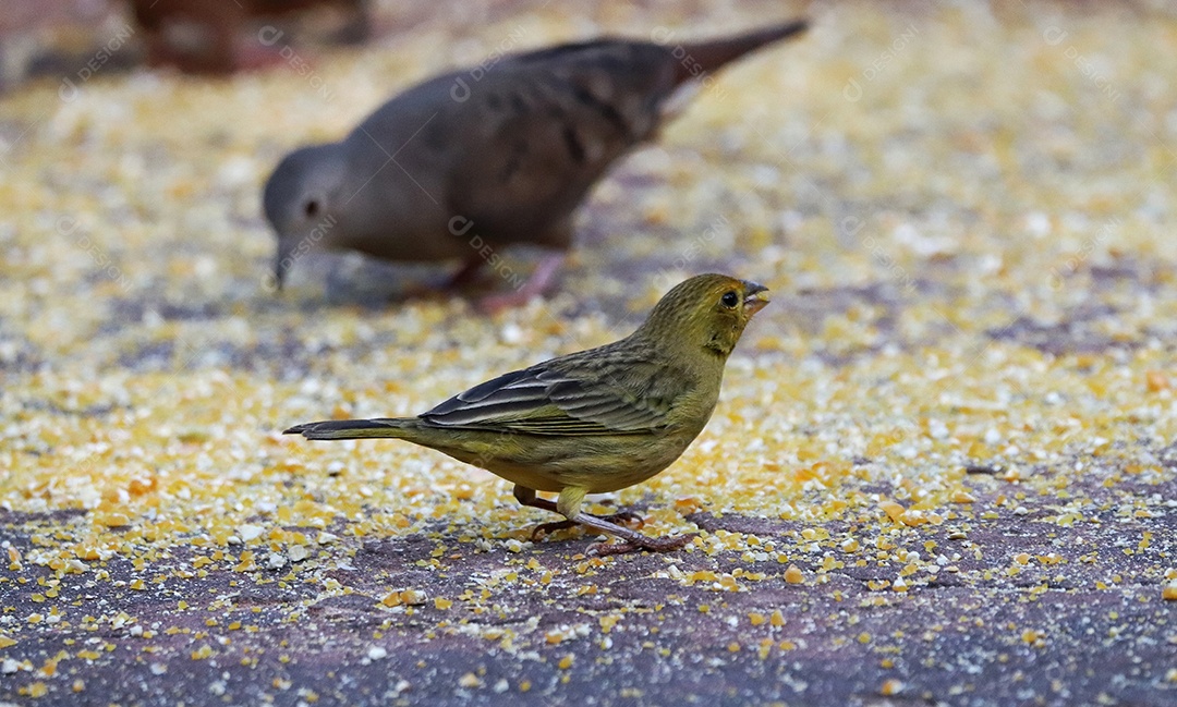 Pássaros brasileiros se alimentando em seu quintal..