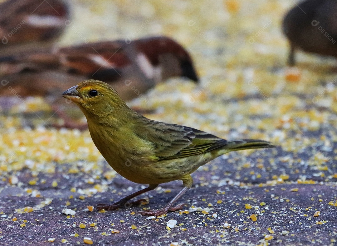 Pássaros brasileiros se alimentando em seu quintal..