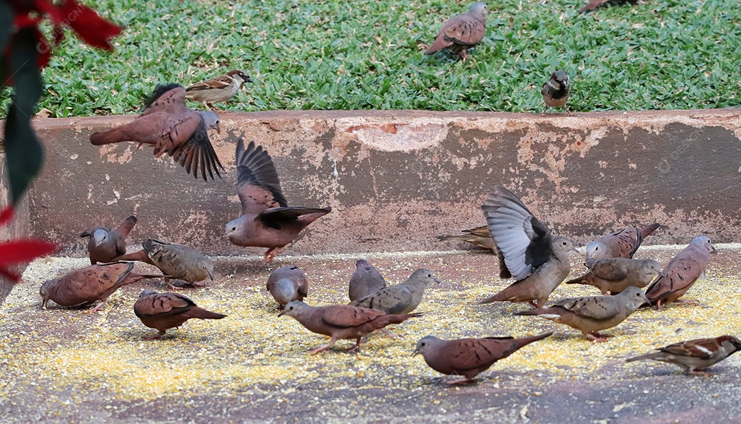 Pássaros brasileiros se alimentando em seu quintal..