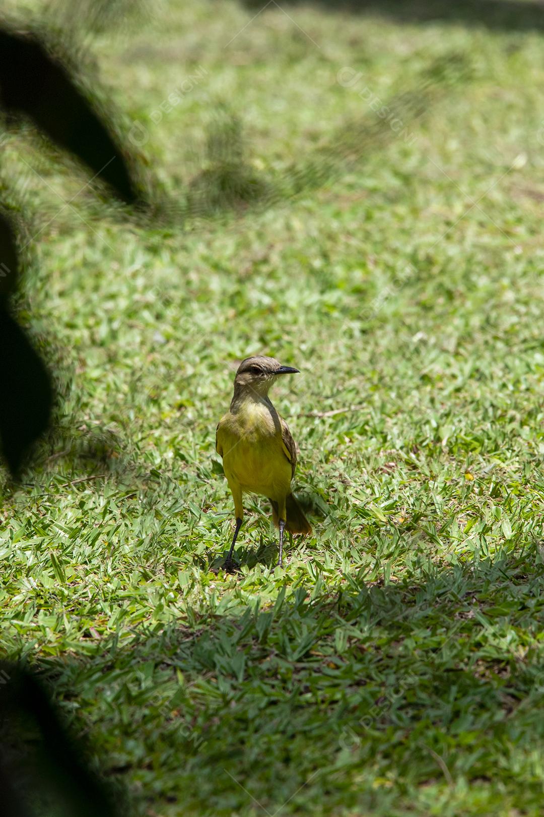 Ave-de-bico-grande (Pitangus sulphuratus), com percevejos no bico para tratar seus filhotes no ninho