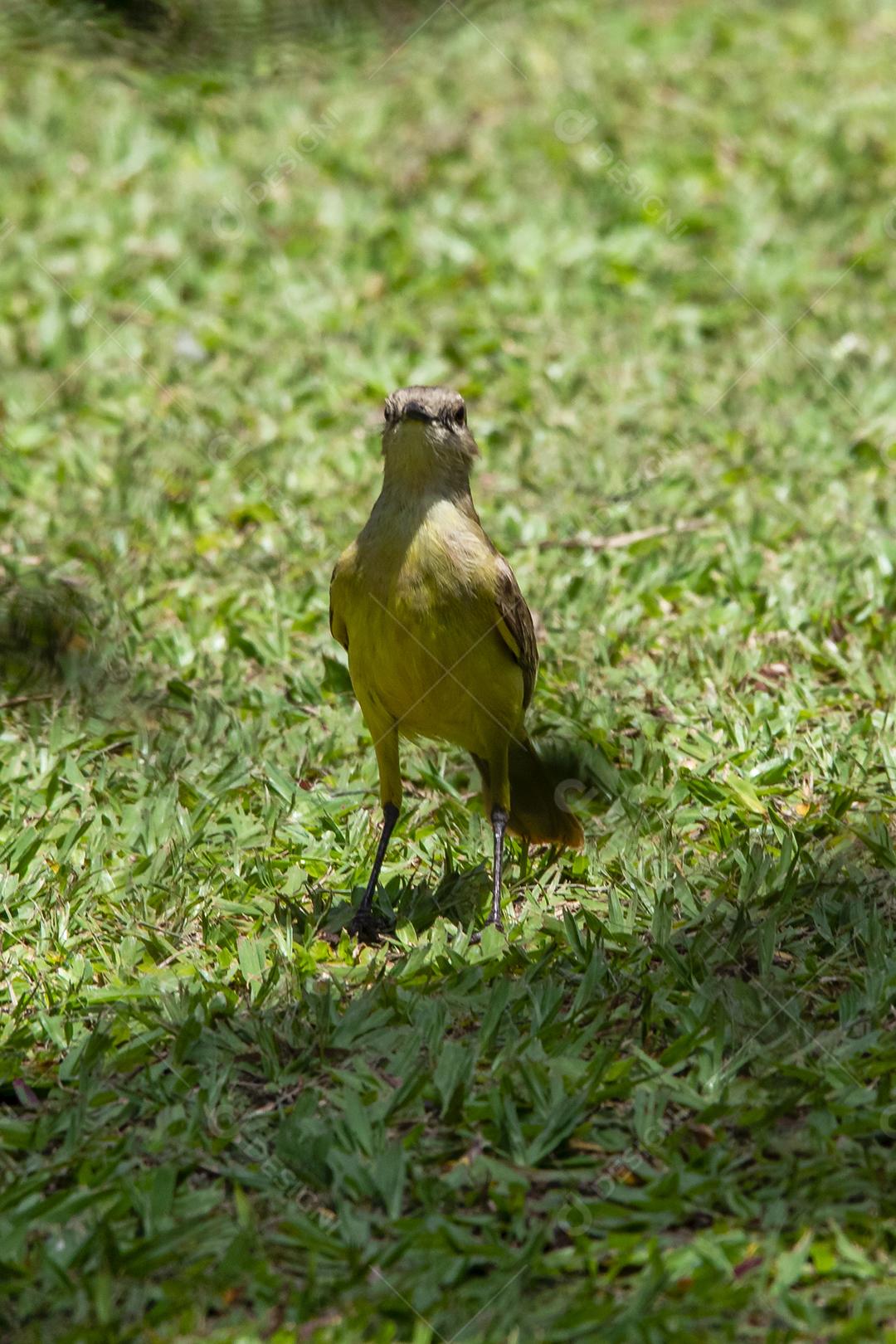 Ave-de-bico-grande (Pitangus sulphuratus), com percevejos no bico para tratar seus filhotes no ninho