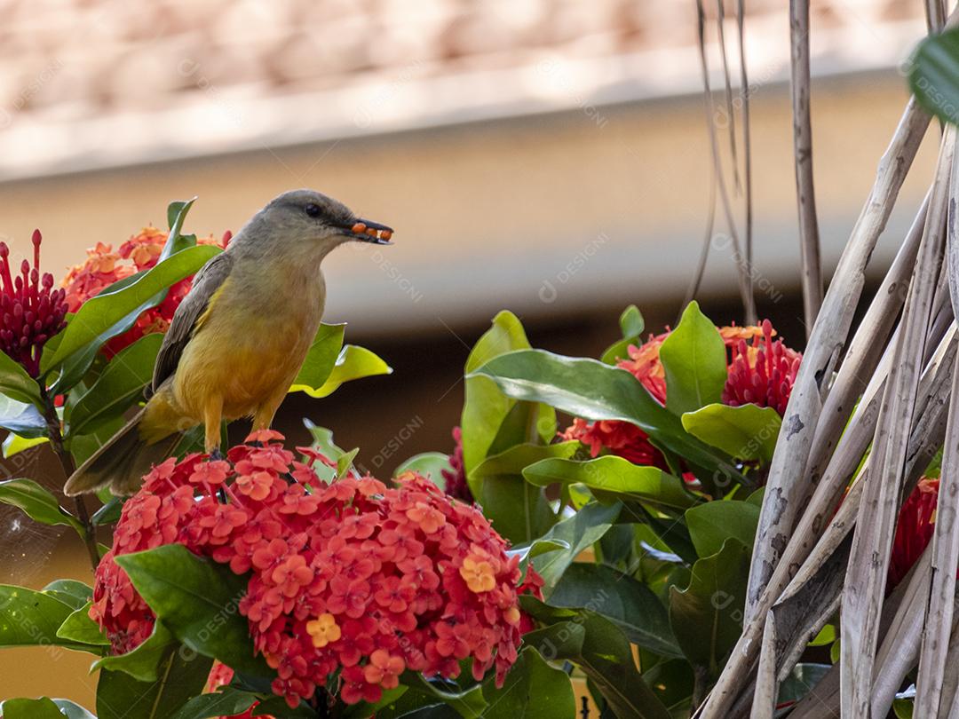 Ave-de-bico-grande (Pitangus sulphuratus), com percevejos no bico para tratar seus filhotes no ninho