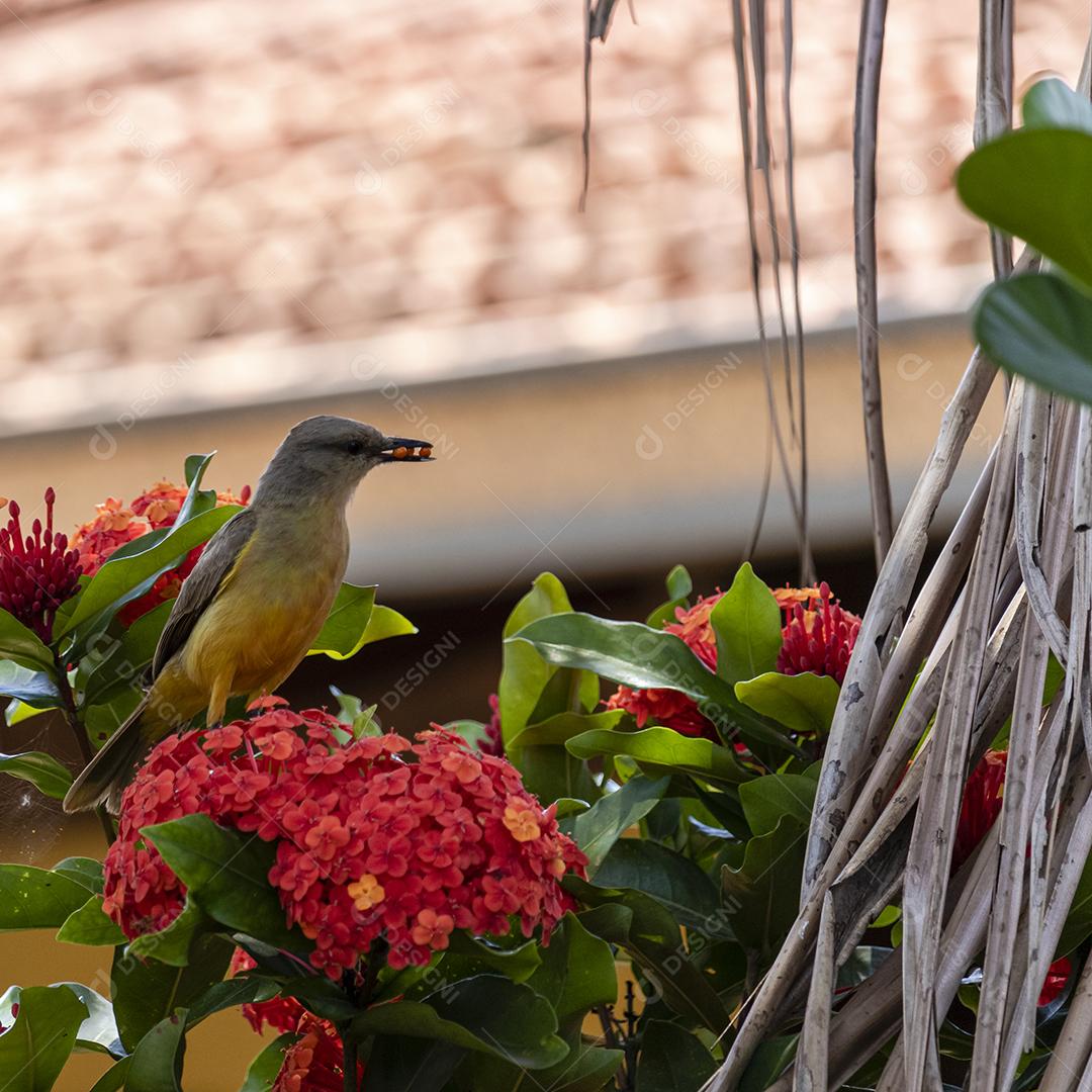 Ave-de-bico-grande (Pitangus sulphuratus), com percevejos no bico para tratar seus filhotes no ninho