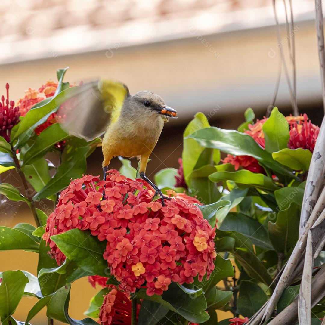 Ave-de-bico-grande (Pitangus sulphuratus), com percevejos no bico para tratar seus filhotes no ninho