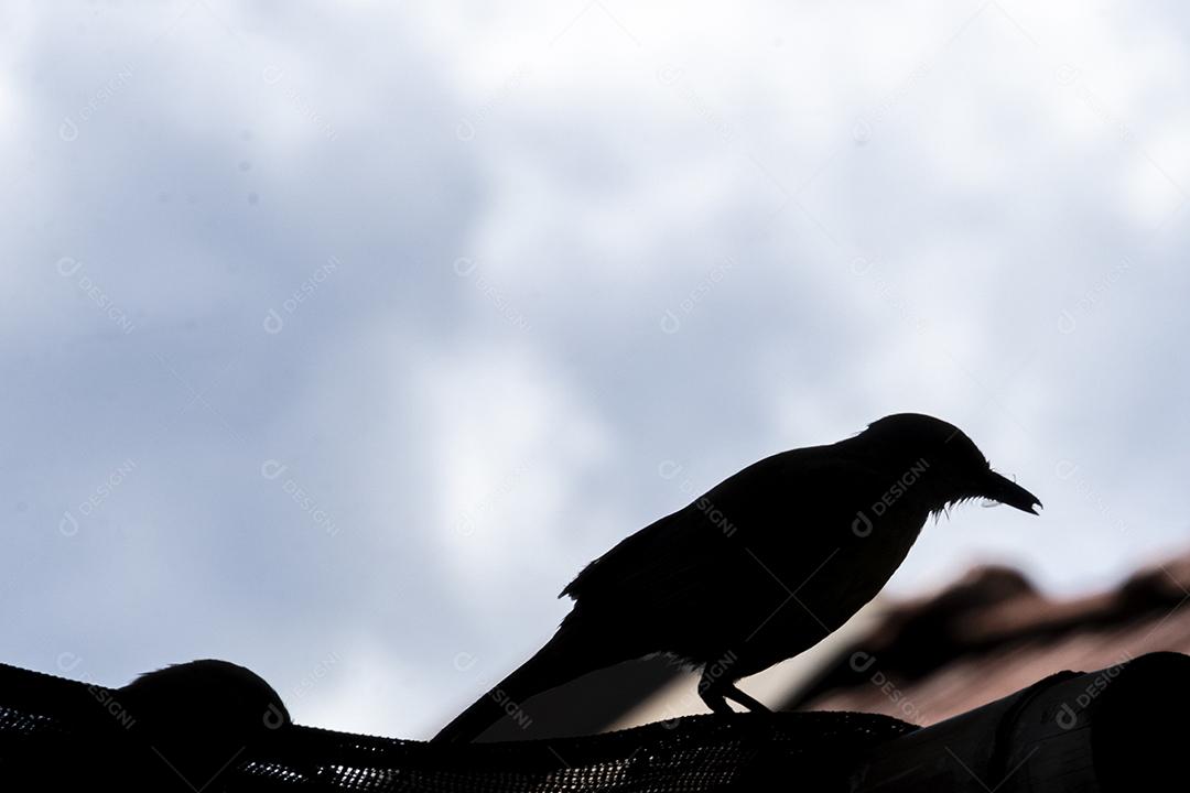 Silhueta de um pássaro com inseto no bico para cuidar de seus filhotes