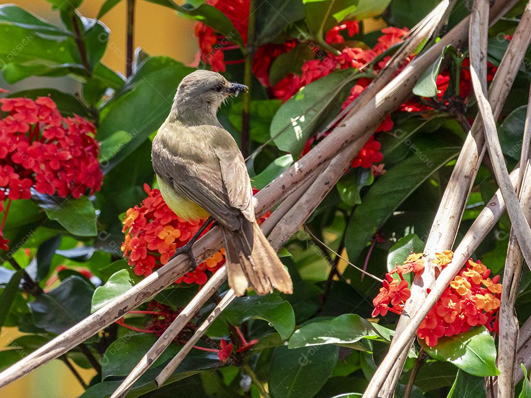 Ave-de-bico-grande (Pitangus sulphuratus), com percevejos no bico para tratar seus filhotes no ninho