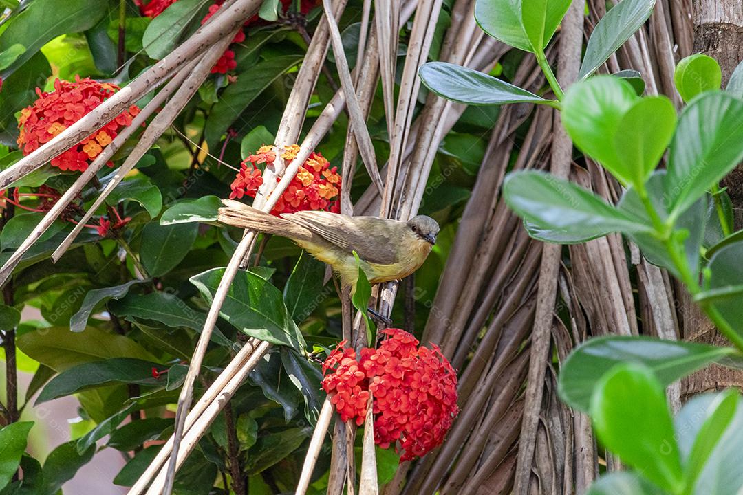 Ave-de-bico-grande (Pitangus sulphuratus), com percevejos no bico para tratar seus filhotes no ninho