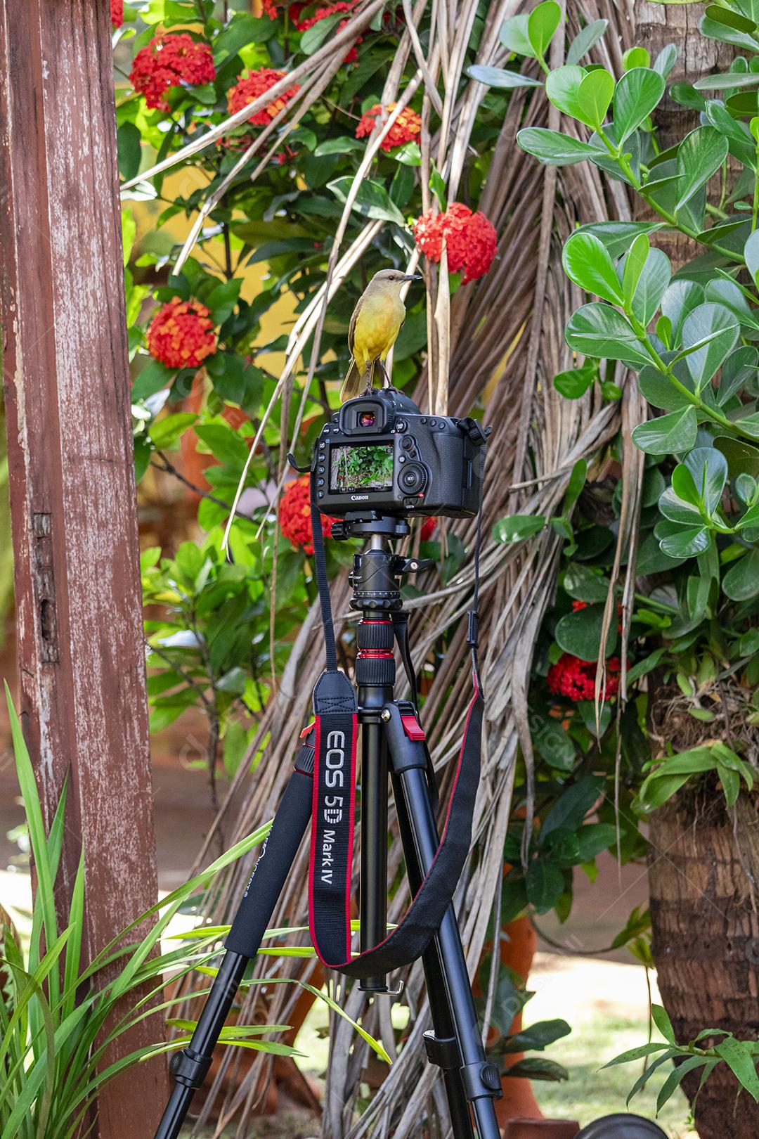 Pássaro de bico grande (Pitangus sulphuratus) sentado em cima de uma câmera canon 5d mark iv