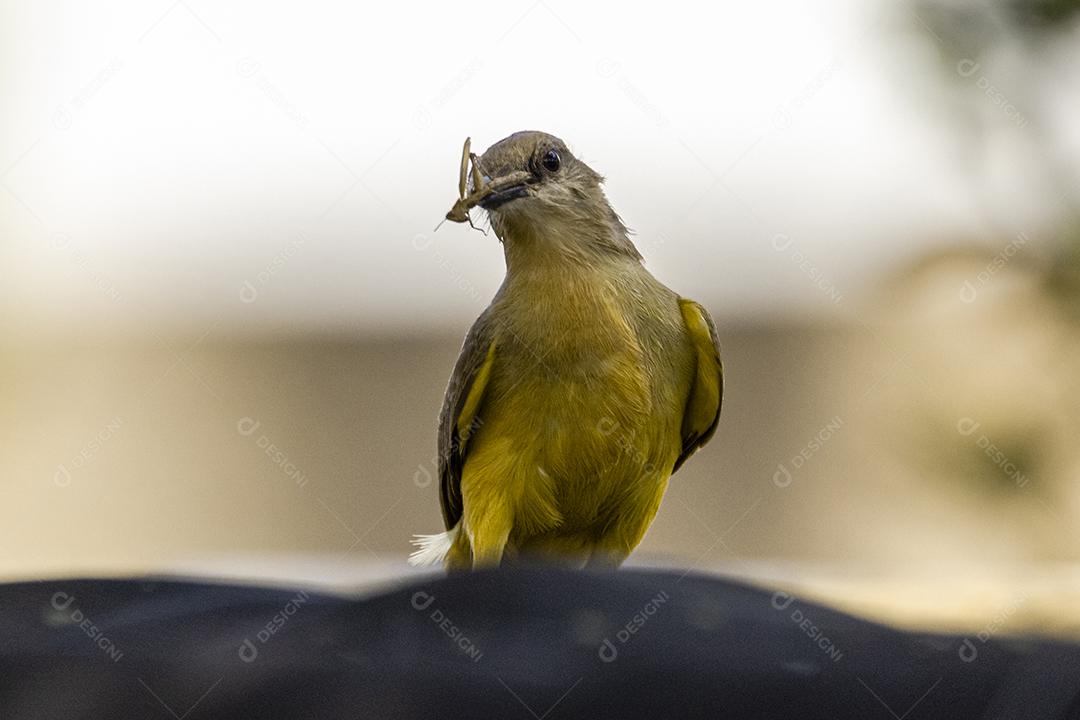 Ave-de-bico-grande (Pitangus sulphuratus), com percevejos no bico para tratar seus filhotes no ninho