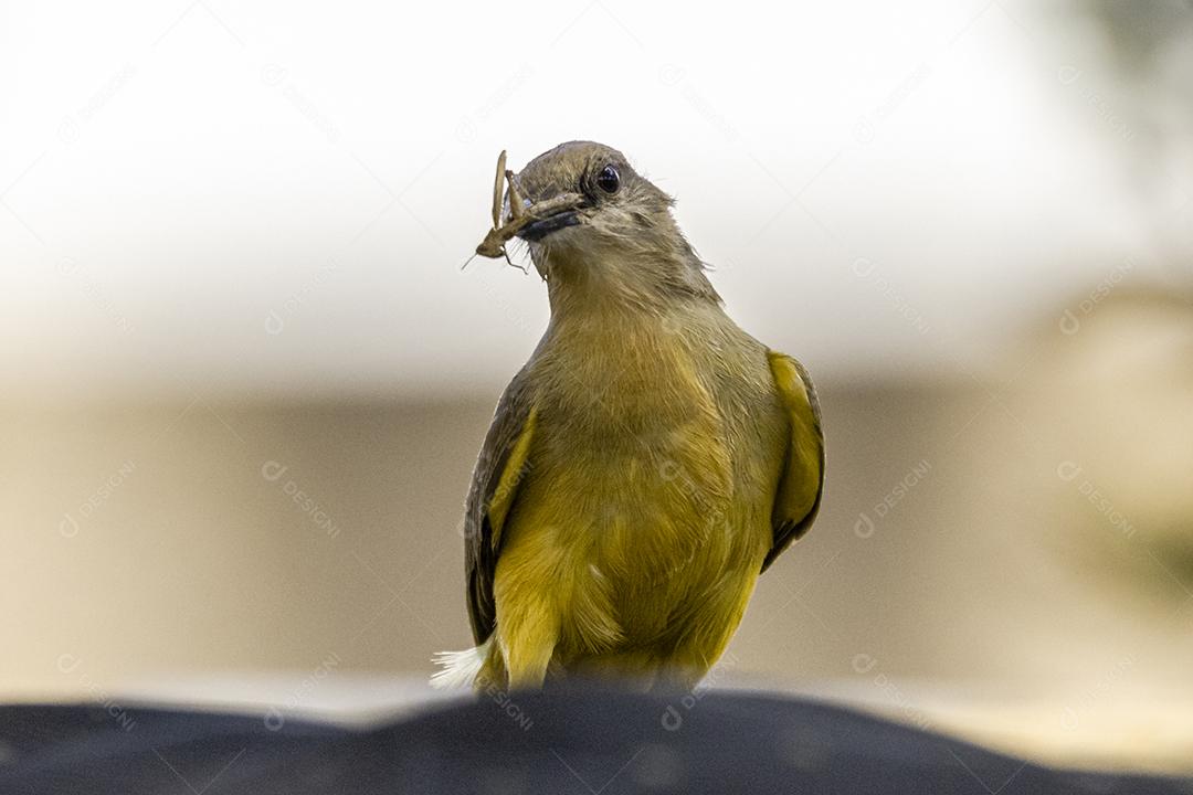 Ave-de-bico-grande (Pitangus sulphuratus), com percevejos no bico para tratar seus filhotes no ninho