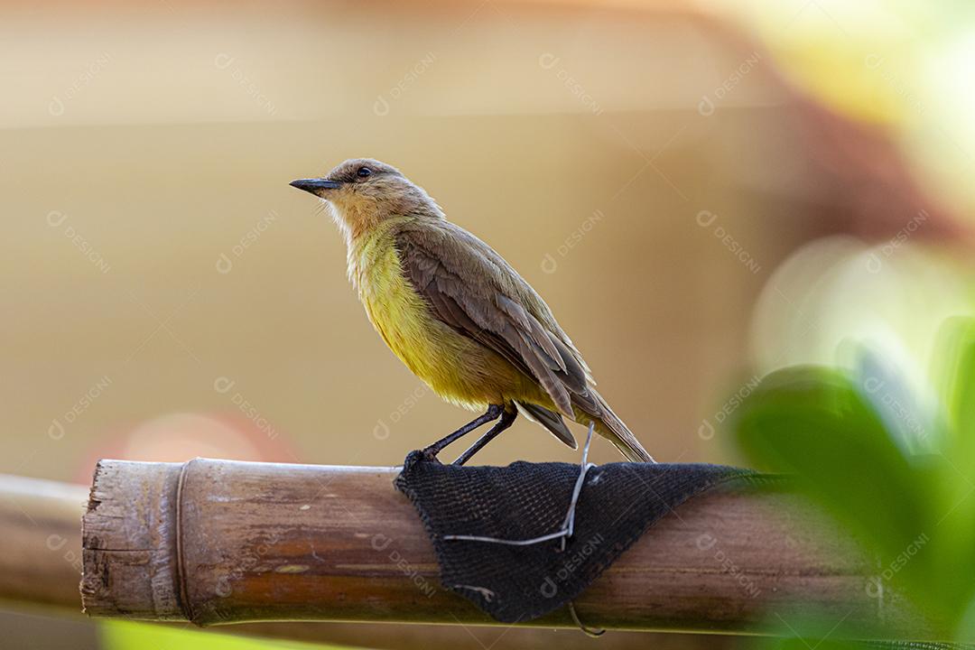 Ave-de-bico-grande (Pitangus sulphuratus), com percevejos no bico para tratar seus filhotes no ninho