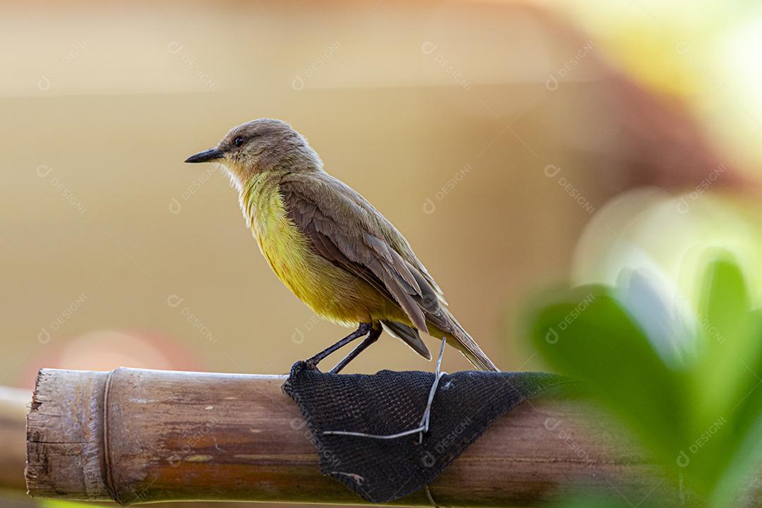 Ave-de-bico-grande (Pitangus sulphuratus), com percevejos no bico para tratar seus filhotes no ninho