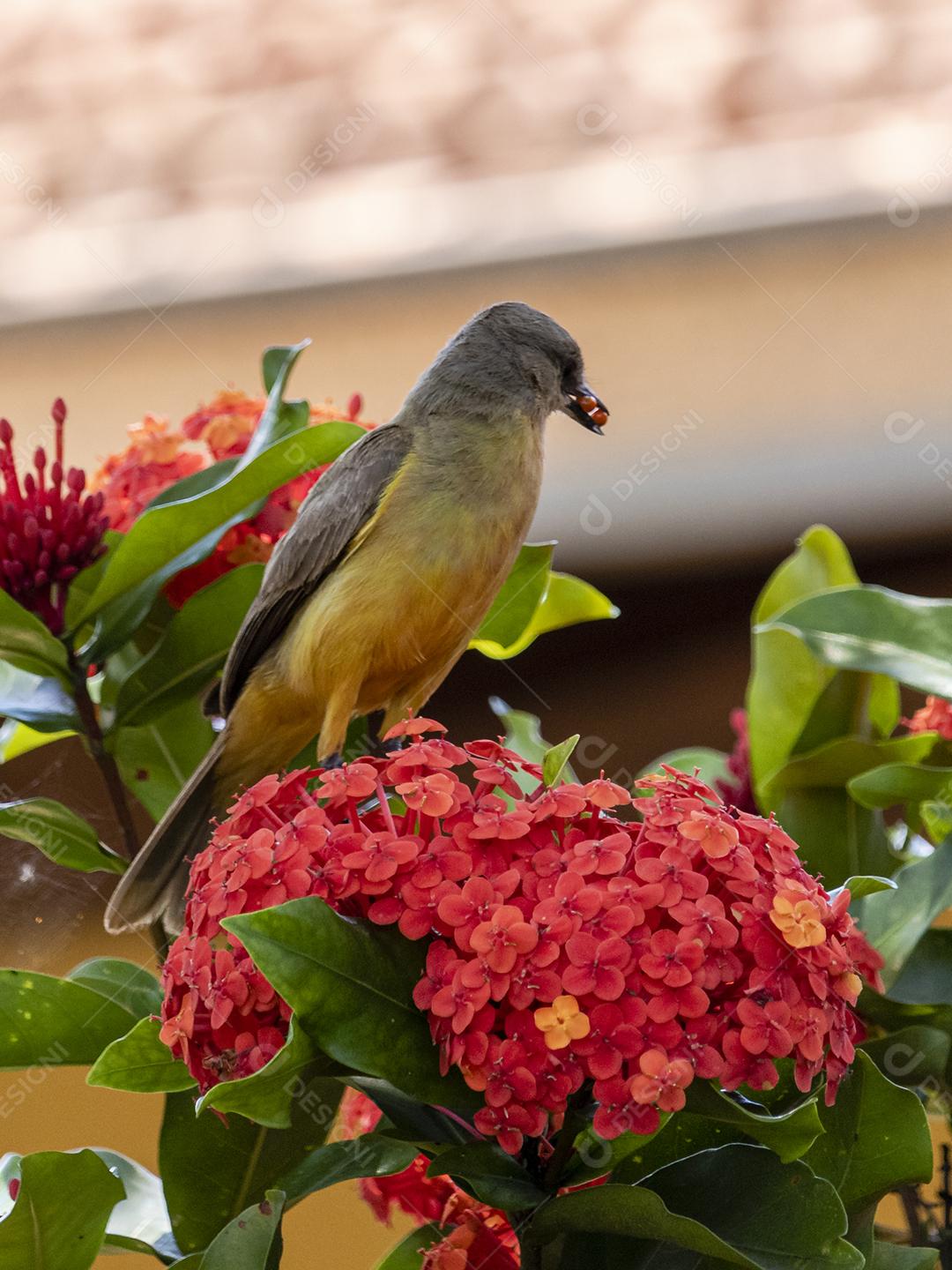 Ave-de-bico-grande (Pitangus sulphuratus), com percevejos no bico para tratar seus filhotes no ninho