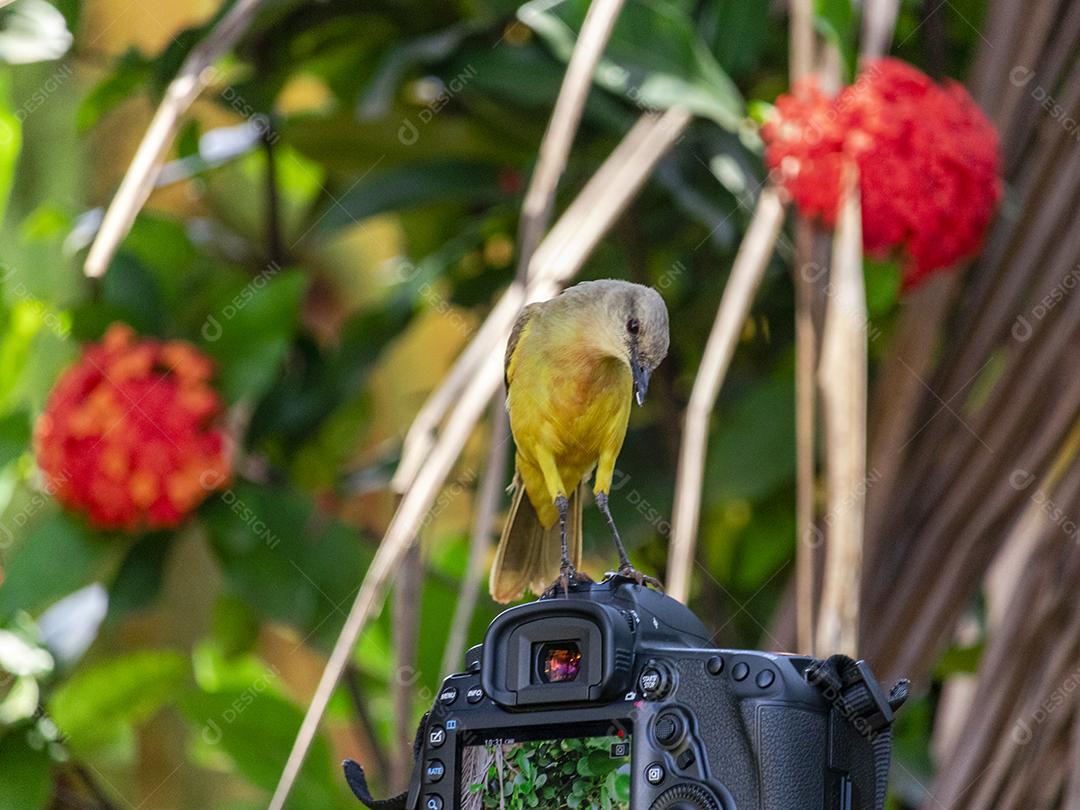 Pássaro de bico grande (Pitangus sulphuratus) sentado em cima de uma câmera canon 5d mark iv