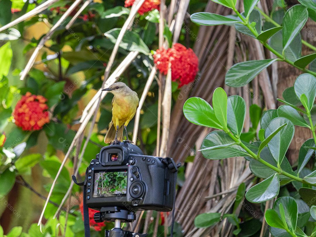 Pássaro de bico grande (Pitangus sulphuratus) sentado em cima de uma câmera canon 5d mark iv