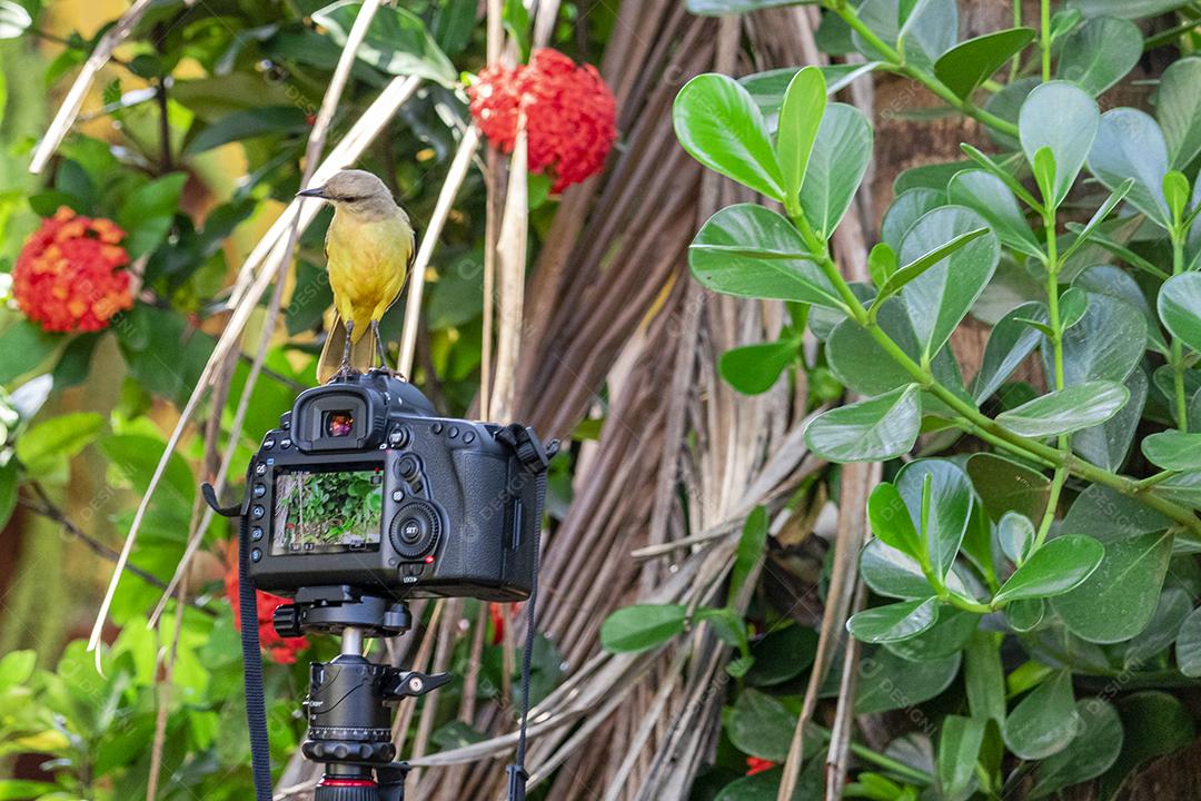 Pássaro de bico grande (Pitangus sulphuratus) sentado em cima de uma câmera canon 5d mark iv