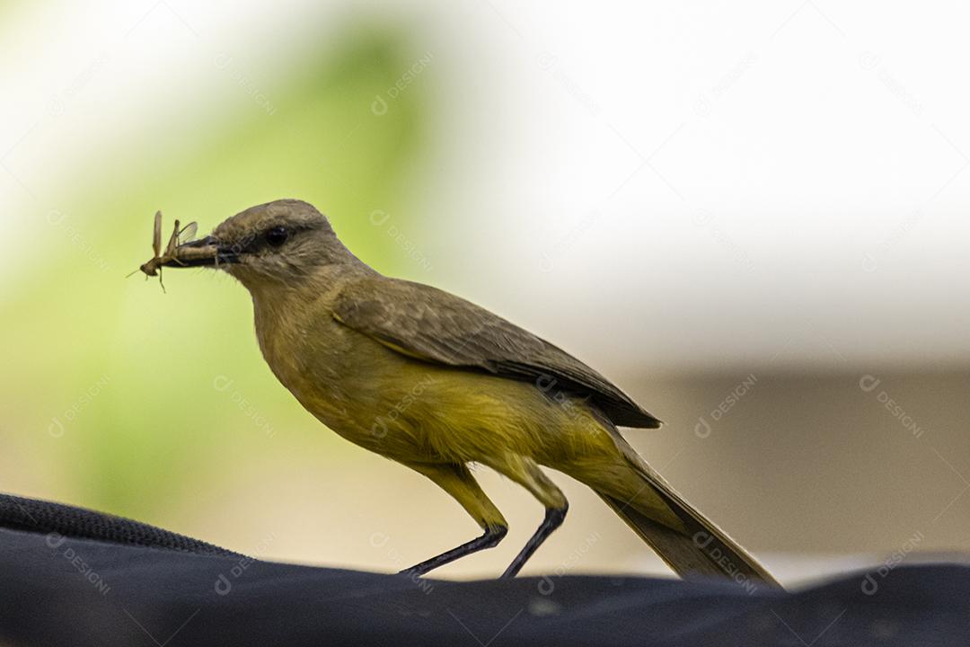Ave-de-bico-grande (Pitangus sulphuratus), com percevejos no bico para tratar seus filhotes no ninho