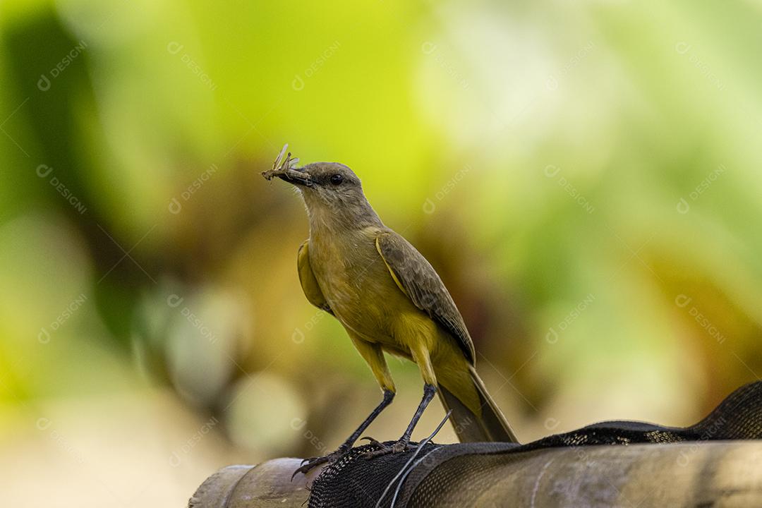 Ave-de-bico-grande (Pitangus sulphuratus), com percevejos no bico para tratar seus filhotes no ninho