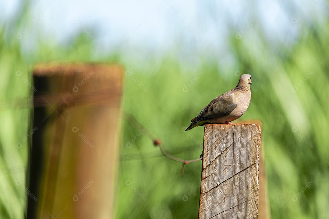 Redbush Dove (Columbina talpacoti) tomando sol em um tronco de cerca, ao fundo plantação de cana-de-açúcar