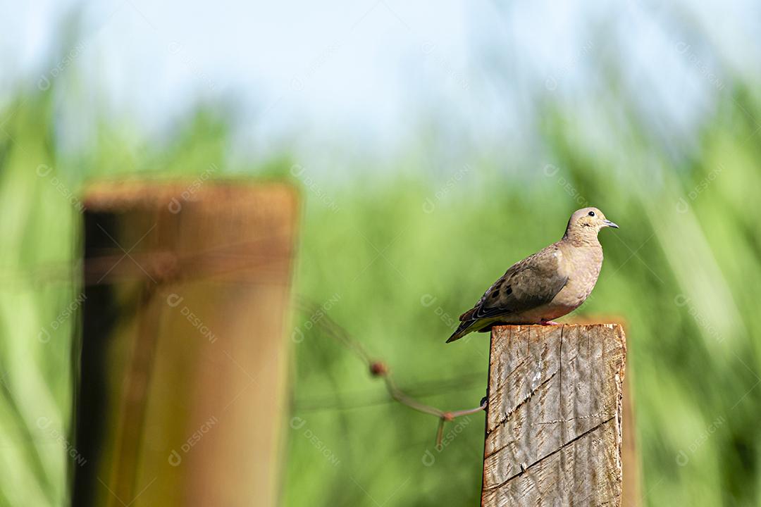 Redbush Dove (Columbina talpacoti) tomando sol em um tronco de cerca, ao fundo plantação de cana-de-açúcar