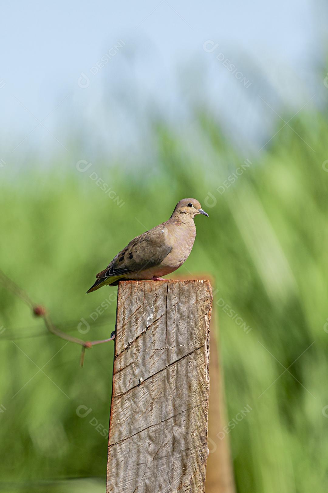 Redbush Dove (Columbina talpacoti) tomando sol em um tronco de cerca, ao fundo plantação de cana-de-açúcar