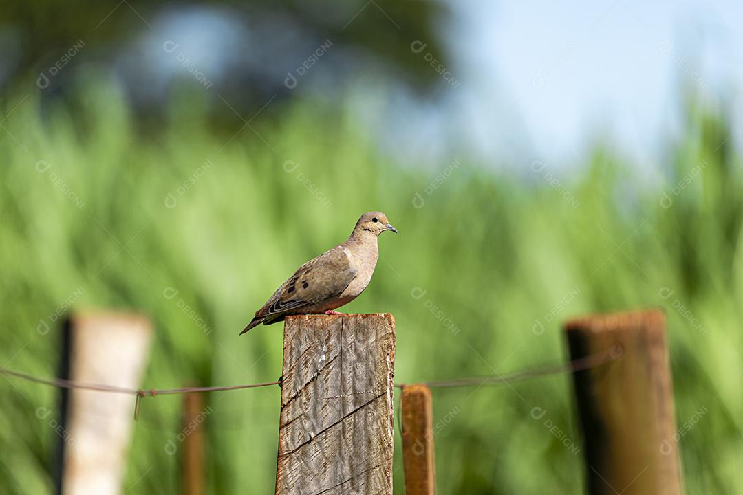 Redbush Dove (Columbina talpacoti) tomando sol em um tronco de cerca, ao fundo plantação de cana-de-açúcar