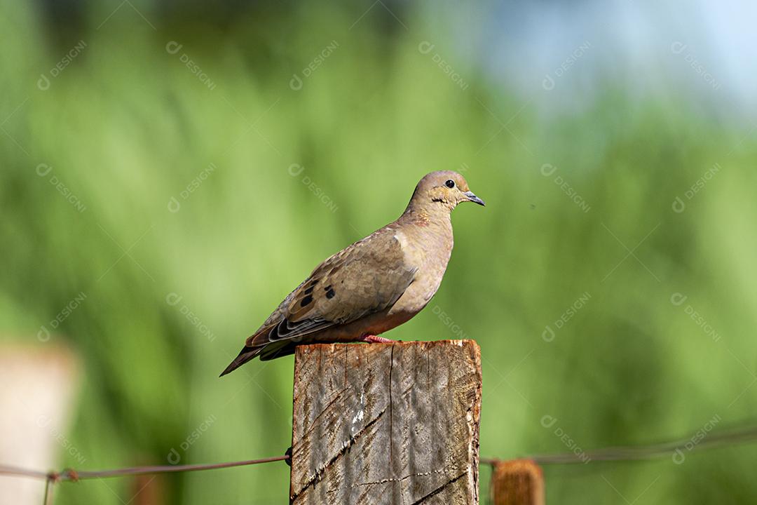 Redbush Dove (Columbina talpacoti) tomando sol em um tronco de cerca, ao fundo plantação de cana-de-açúcar